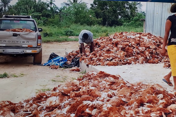 Matucci Farms Limited, Agbobo Umuoga Ossomala